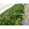 Agricultural low tunnel strawberry greenhouse film With Uv resistant